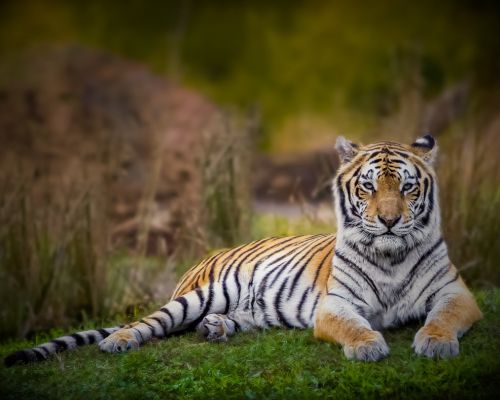 Tadoba